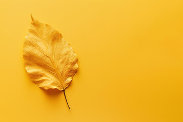 Fototapeta premium Autumn dried leaf on a yellow background with copy space