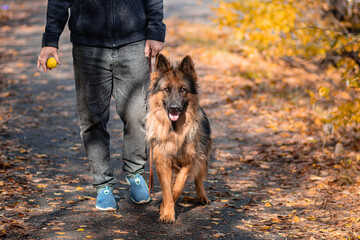 A German Shepherd dog walks in an autumn park on a leash next to its owner.
