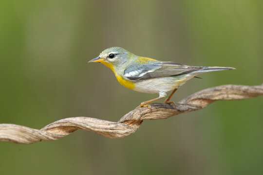 The northern parula (Setophaga americana) is a small New World warbler. 
