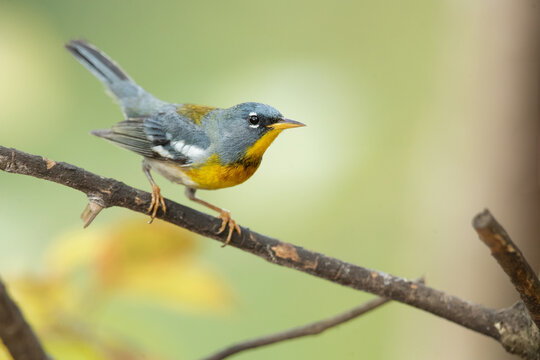 The northern parula (Setophaga americana) is a small New World warbler. 