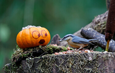 Nuthatch and a pumpkin in the woods