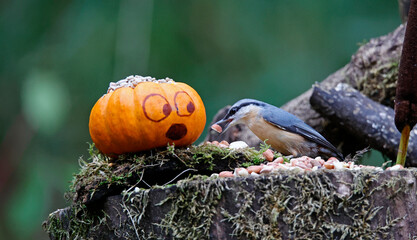 Nuthatch and a pumpkin in the woods