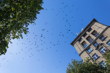 Flock of birds over the tenement house and trees