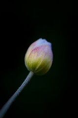 Fleur 