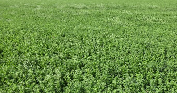 field with green grasses and plants for animal husbandry, cultivation of green fodder for animal feeding