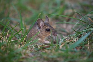a portrait from the nocturnal yellow necked mouse, apodemus flavicollis, in the garden at a autumn morning