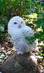 A snowy owl looks at the enviroment on alert