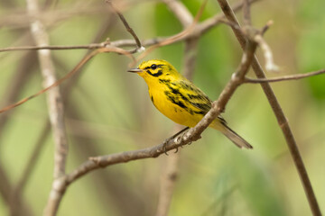 Their breeding habitats are brushy areas and forest edges in eastern North America. 