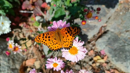 Butterfly on the flower