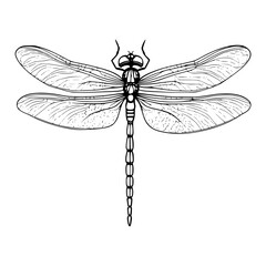 dragonfly illustration vector