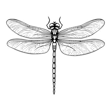 dragonfly illustration vector
