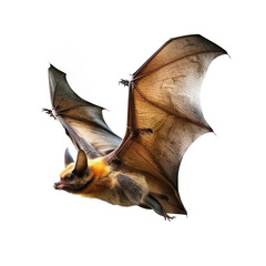 bat flying isolated on white