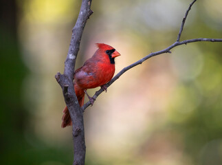 red cardinal on a branch
