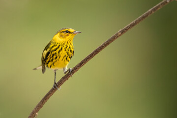 Cape May warbler (Setophaga tigrina) is a species of New World warbler. 