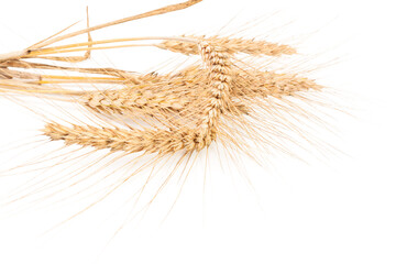 Obraz premium ears of wheat isolated on white