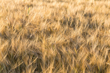 Wheat field
