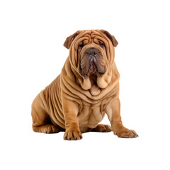 Shar Pei dog breed no background