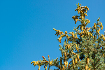Blue Christmas tree with pine cones on the top branches against the blue sky.