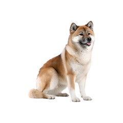 Akita dog breed no background