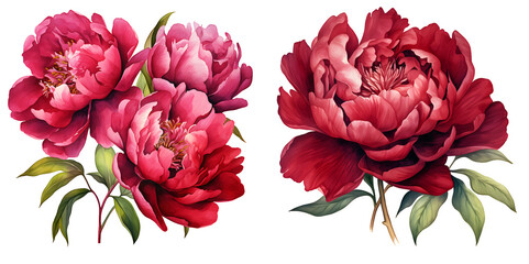 Red peony illustration clipart. Generative AI. - obrazy, fototapety, plakaty