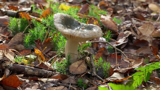 Colorful Russula mushroom growing in moss between autumn leaves on the forest floor. Pan.