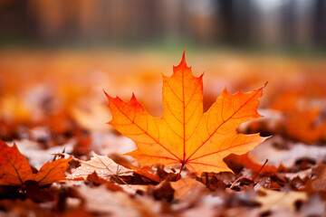 Naklejka na ściany i meble Colorful leaves in Autumn season with blurred background.