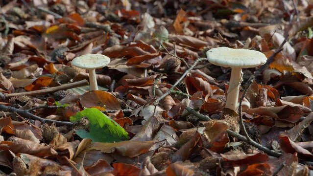 Two white mushrooms growing among brown autumn leaves on the forest floor. Pan.