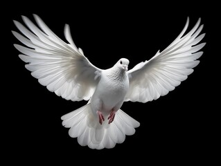 Beautiful White Dove Flapping Its Wings Isolated on Black Background