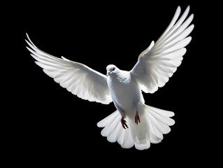 Beautiful White Dove Flapping Its Wings Isolated on Black Background