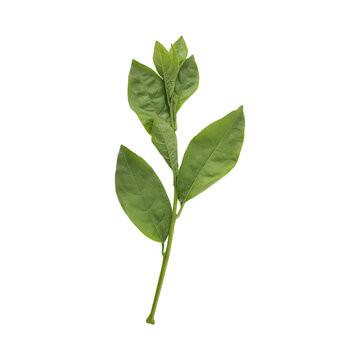 Fresh green Hasna hena leaves isolated on transparent background