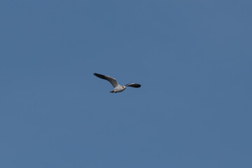 Fototapeta na wymiar Elanus caeruleus - Black-winged Kite - Elanion blanc