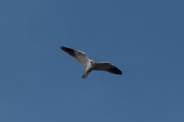 Elanus caeruleus - Black-winged Kite - Elanion blanc