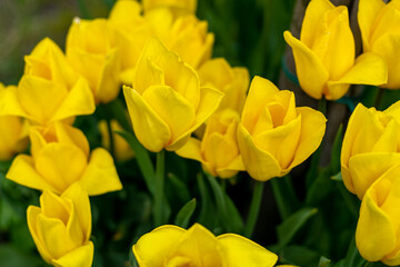 Yellow tulips bloom in spring. Tulip flower nature. Floral background. Botanical garden. Flowering buds. Blooming mood. Beautiful aesthetic petal plant. Field