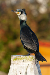 Great Cormorant, Phalacrocorax carbo
