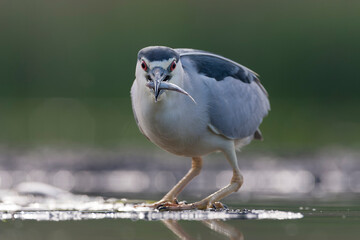 Black-crowned Night Heron, Nycticorax nycticorax