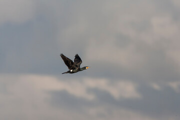 Great Cormorant, Phalacrocorax carbo