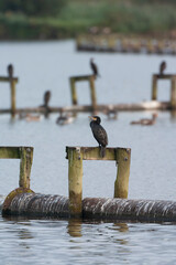 Great Cormorant, Phalacrocorax carbo