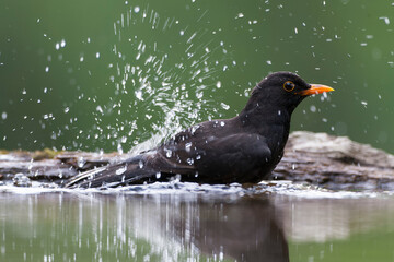 Eurasian Blackbird, Turdus merula