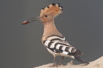 Eurasian Hoopoe, Upupa epops © Marc