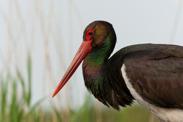 Black Stork, Ciconia nigra