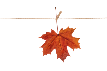 red maple leaf hanging on a clothespin, autumn concept