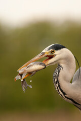 Grey Heron, Ardea cinerea