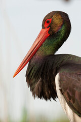 Black Stork, Ciconia nigra