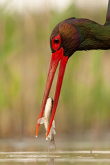 Black Stork, Ciconia nigra