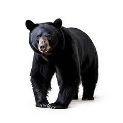 Black_bear