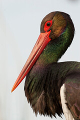 Black Stork, Ciconia nigra