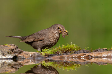 Eurasian Blackbird, Turdus merula