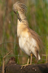 Squacco Heron, Ardeola ralloides