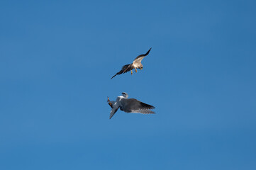 Elanus caeruleus - Black-winged Kite - Elanion blanc