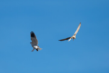 Elanus caeruleus - Black-winged Kite - Elanion blanc